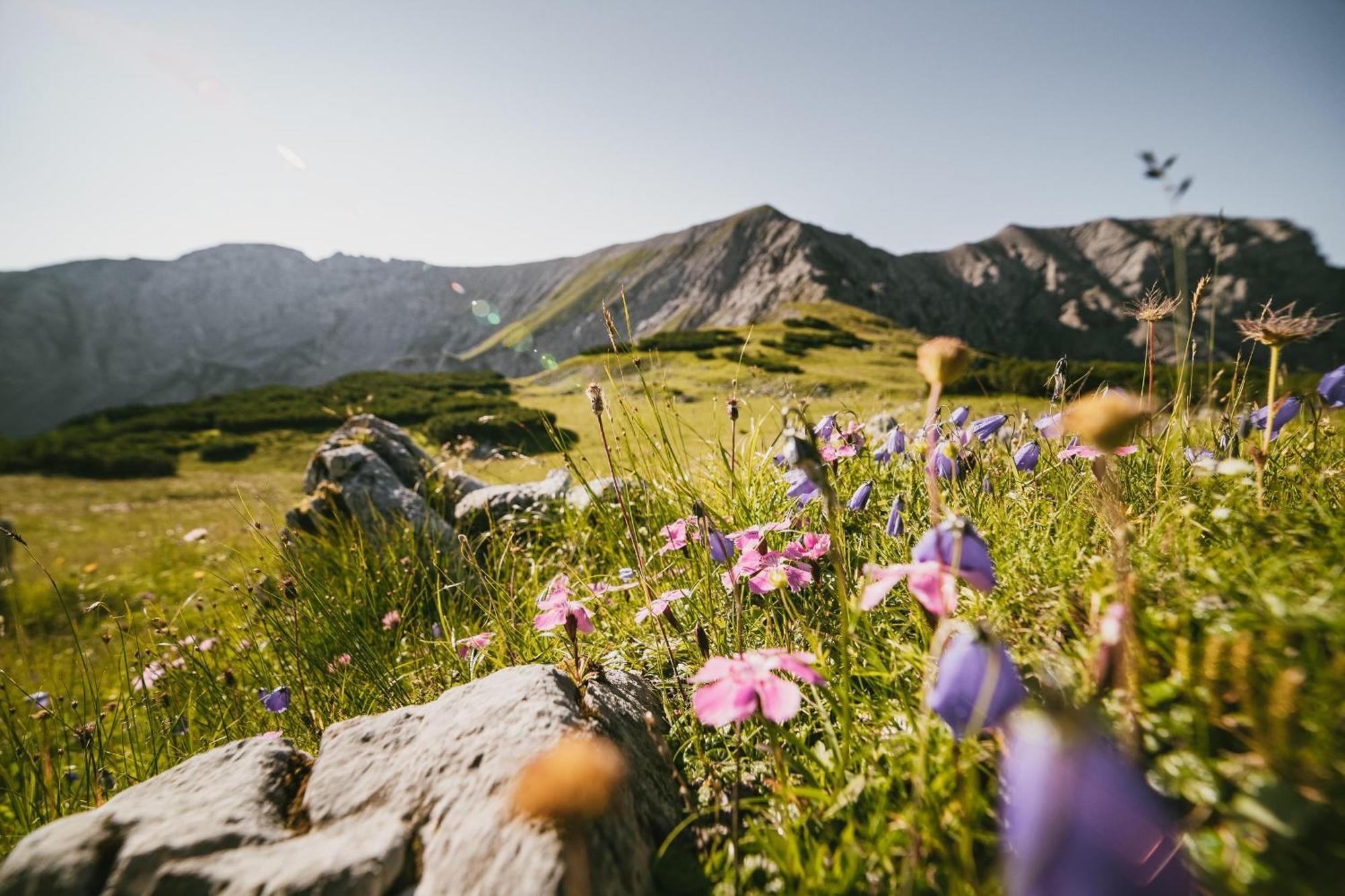 Triforet Alpin * Hinterstoder