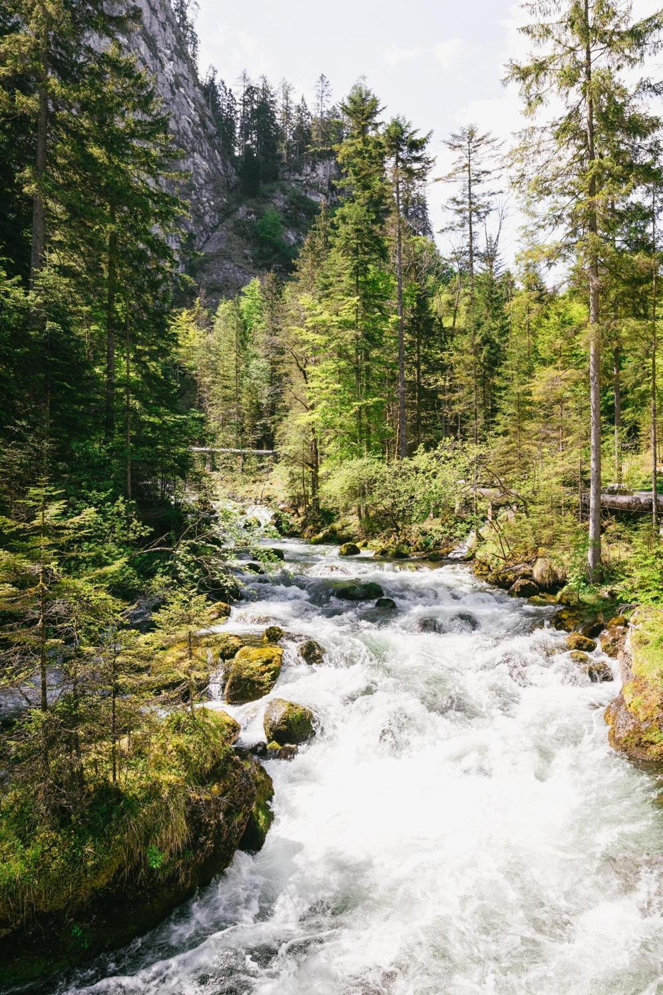 Triforet Alpin Hinterstoder